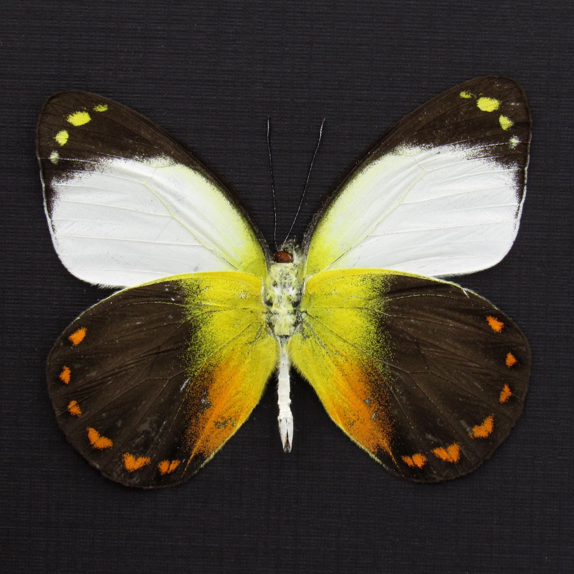 Real yellow Delias butterfly framed taxidermy - Delias isse echo