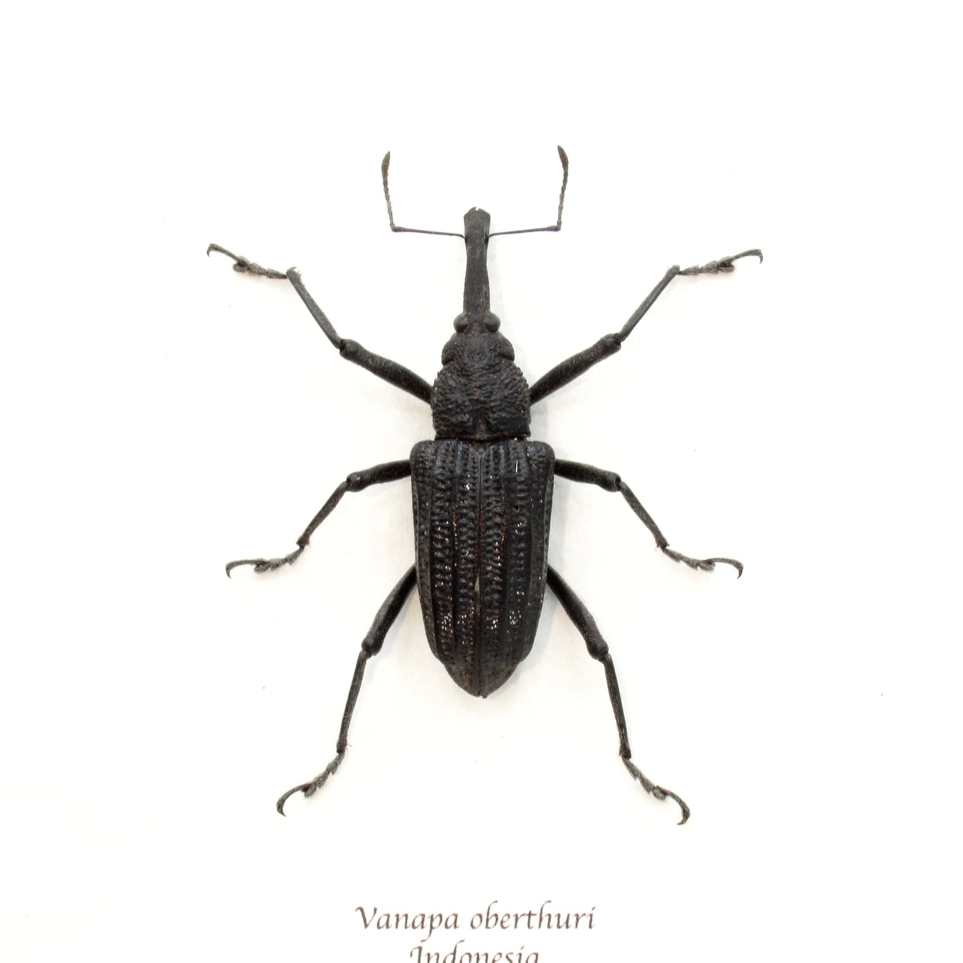 Real large Hoop Pine Weevil beetle framed taxidermy - Vanapa oberthuri