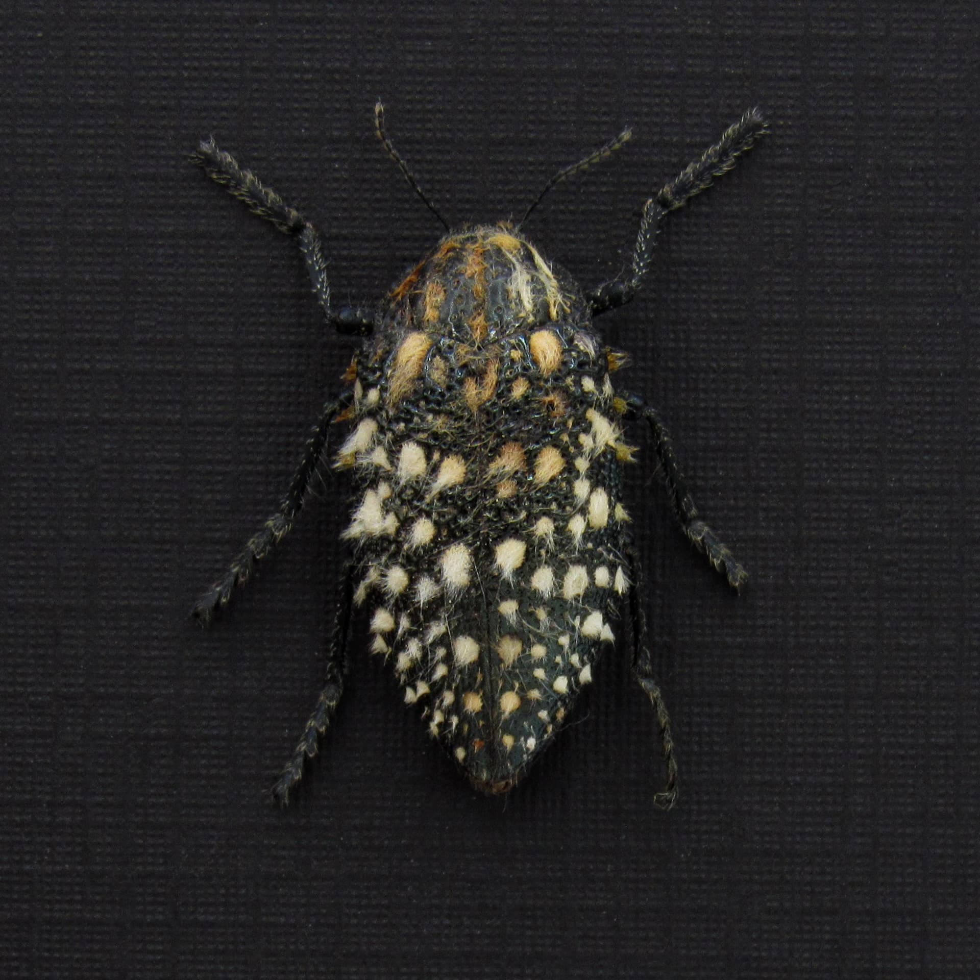 Real furry Jewel beetle framed taxidermy - Julodis sulcicollis