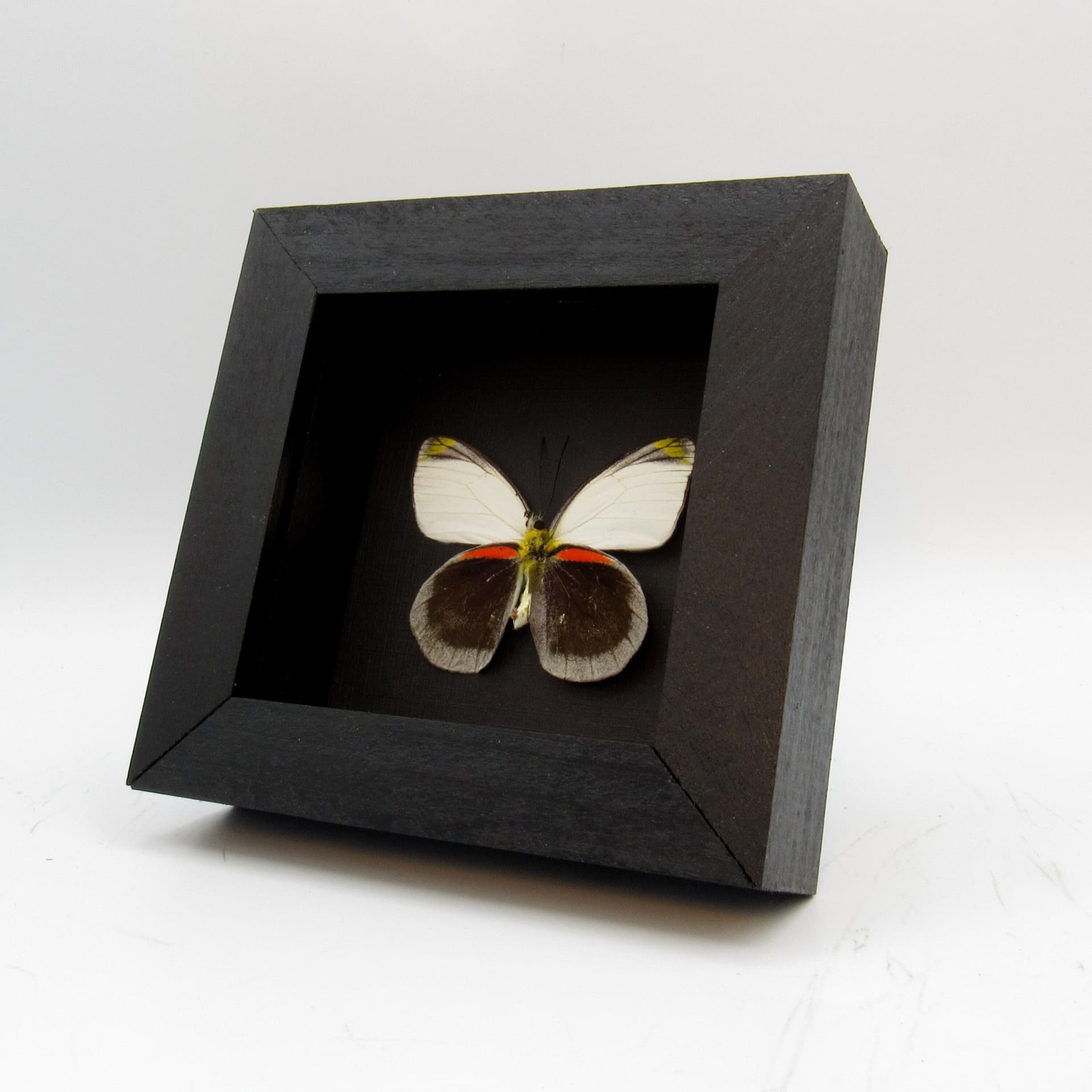Rare Delias butterfly framed taxidermy - Delias dohertyi knowlei