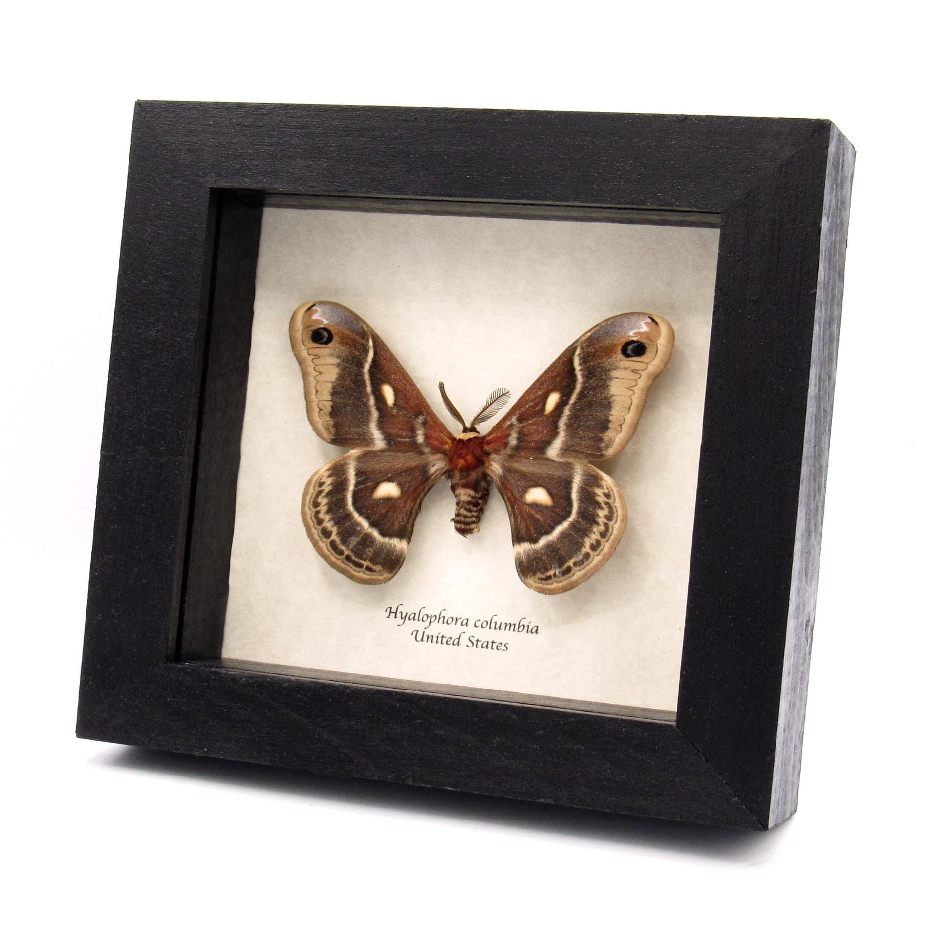 Real framed Columbia Silkmoth specimen - Hyalophora columbia