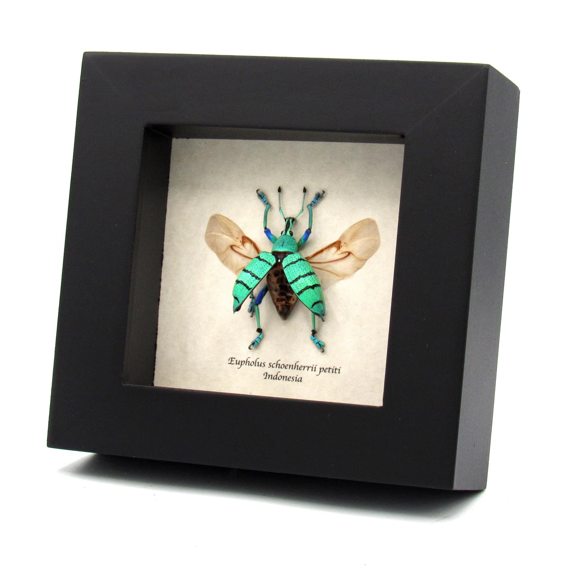 Real Weevil beetle framed taxidermy - Eupholus shoenherri petiti - wings open