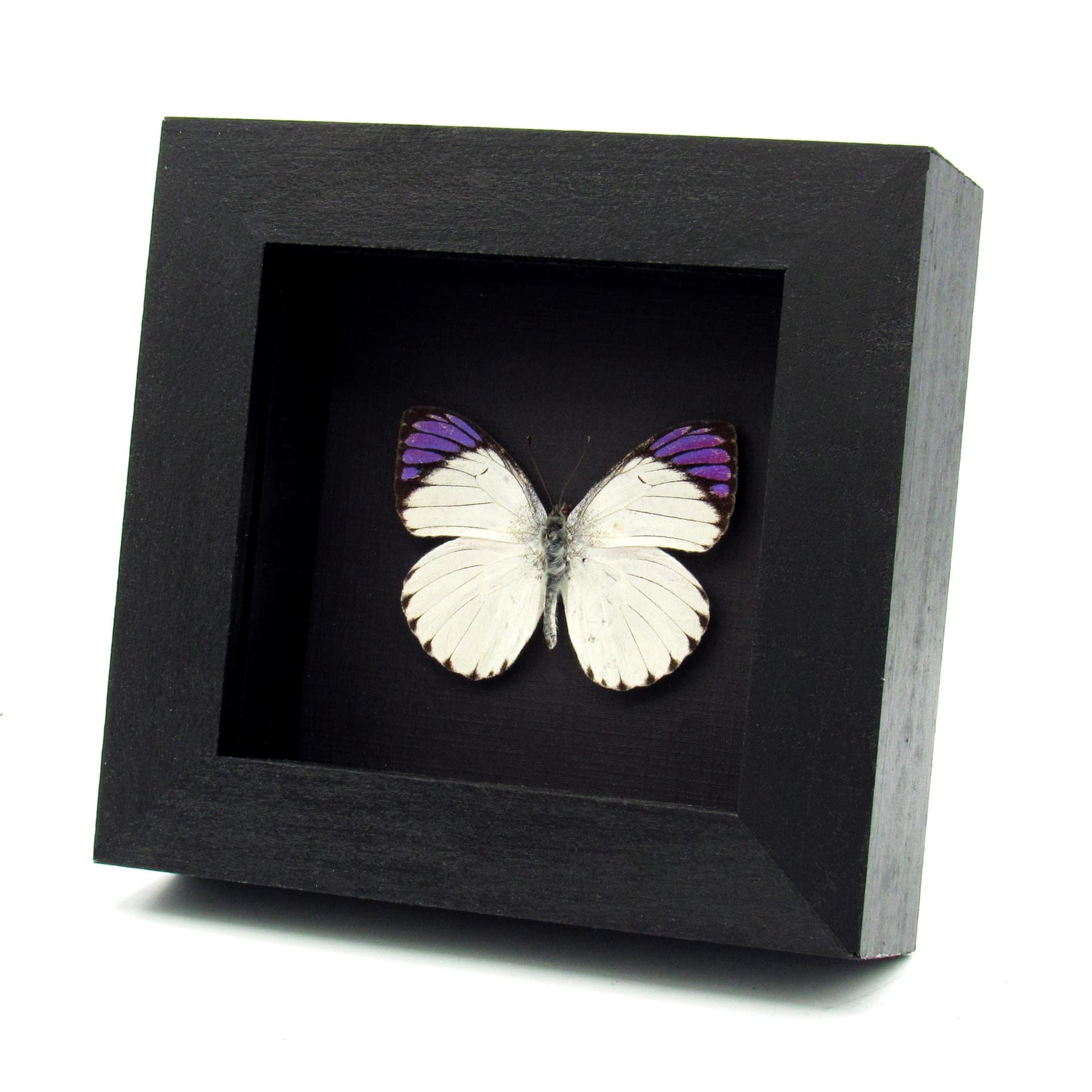 Real Purple Tip butterfly framed taxidermy - Colotis regina - 2