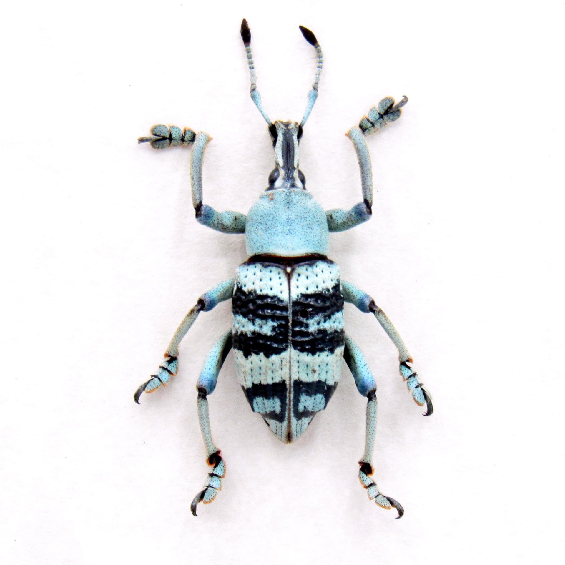 Real Weevil beetle framed taxidermy - Eupholus schoenherrii - rare pale color form