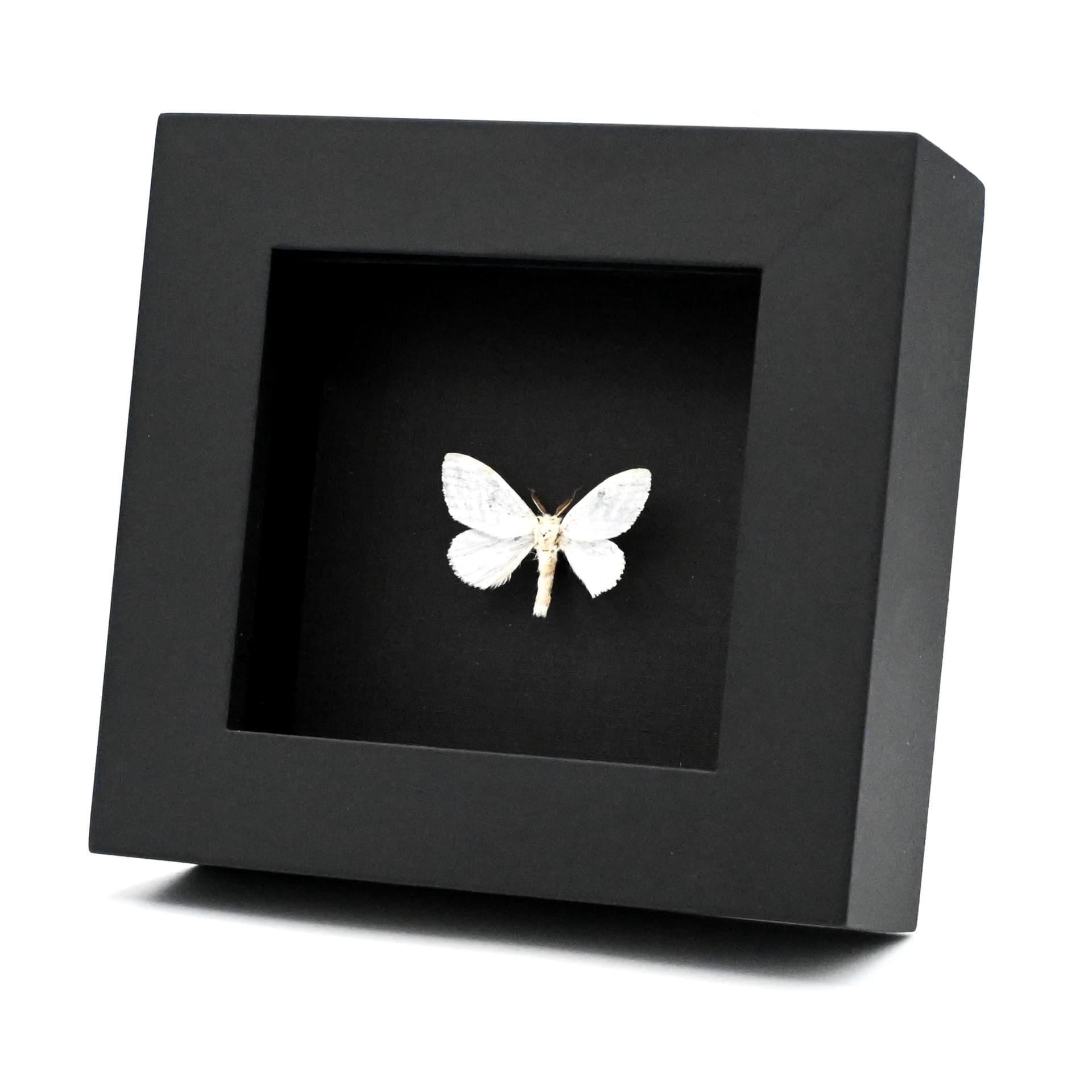 Real Pearly White moth framed taxidermy - Leucoma bicolorata