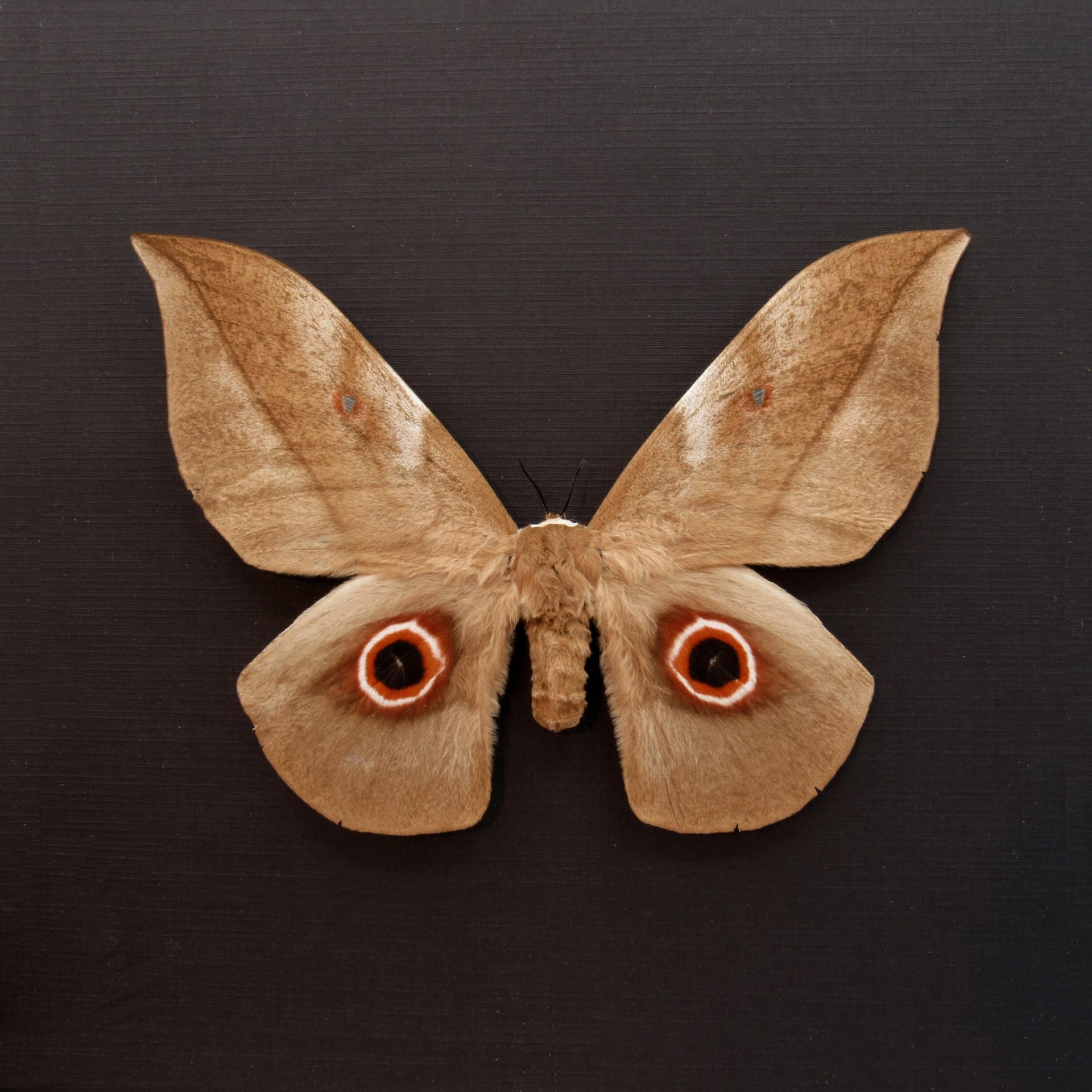 Rare Giant Emperor moth framed taxidermy - Lobobunaea phaedusa - female - 6.3 inch wingspan