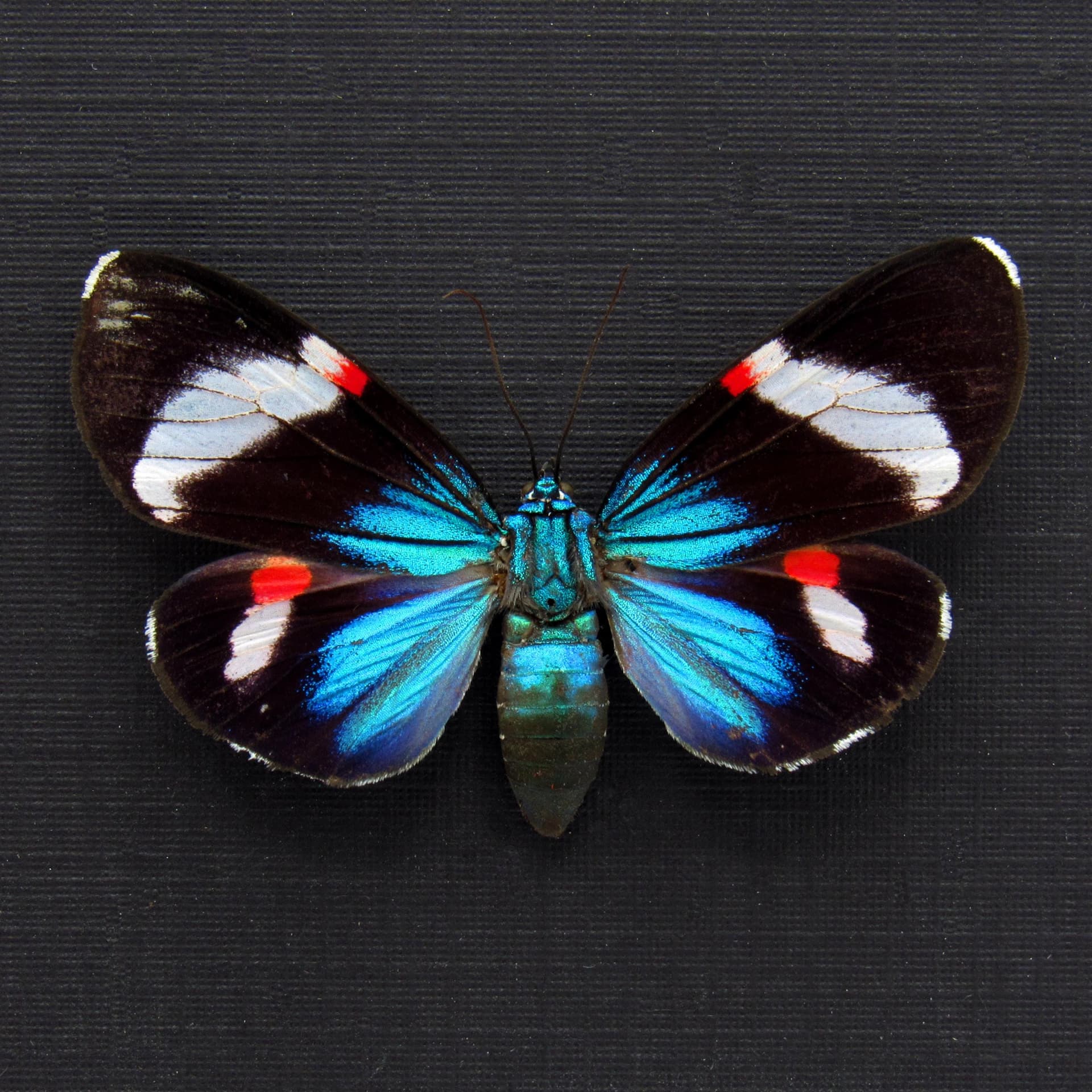 Rare metallic Day Moth framed taxidermy - Hypocrita calida - white banded female