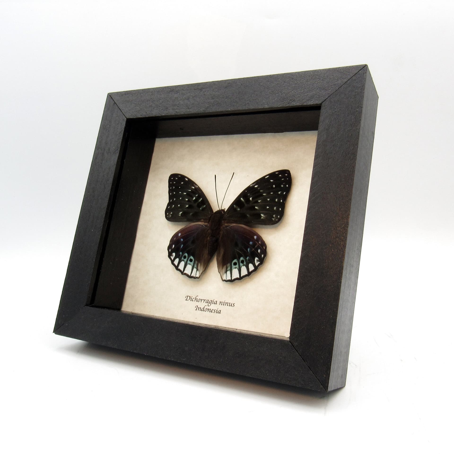 Real green Constable butterfly framed taxidermy - Dichorragia ninus
