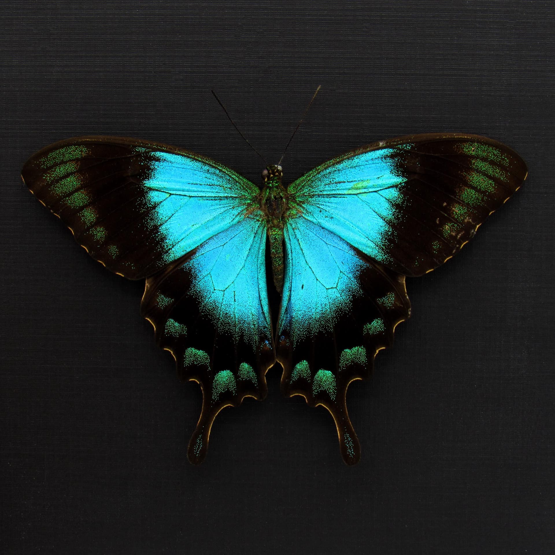 Large female Peacock Swallowtail butterfly framed taxidermy - Papilio lorquinianus - Victorian mount