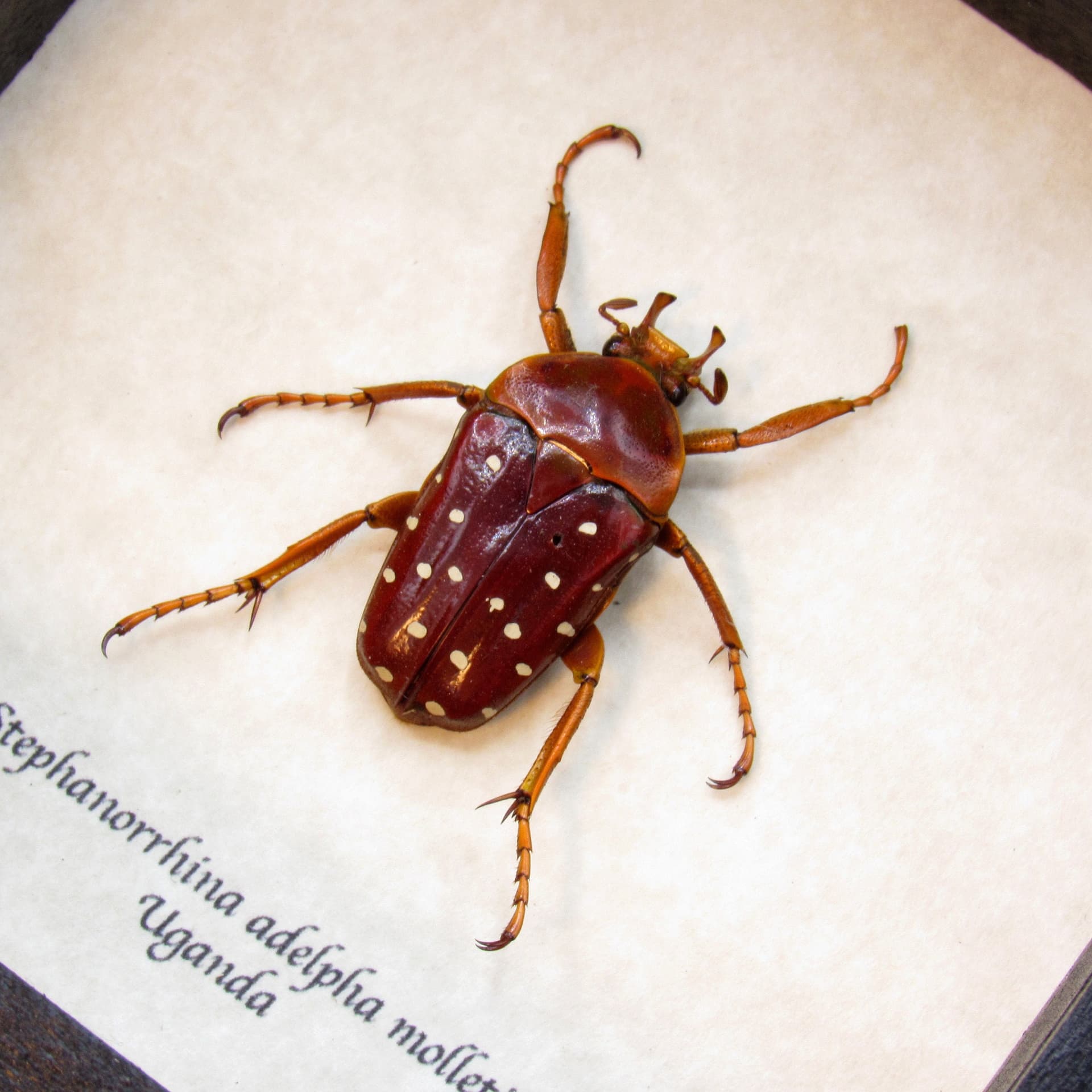Real Polka Dot Scarab Beetle framed taxidermy - Stephanorrhina adelpha