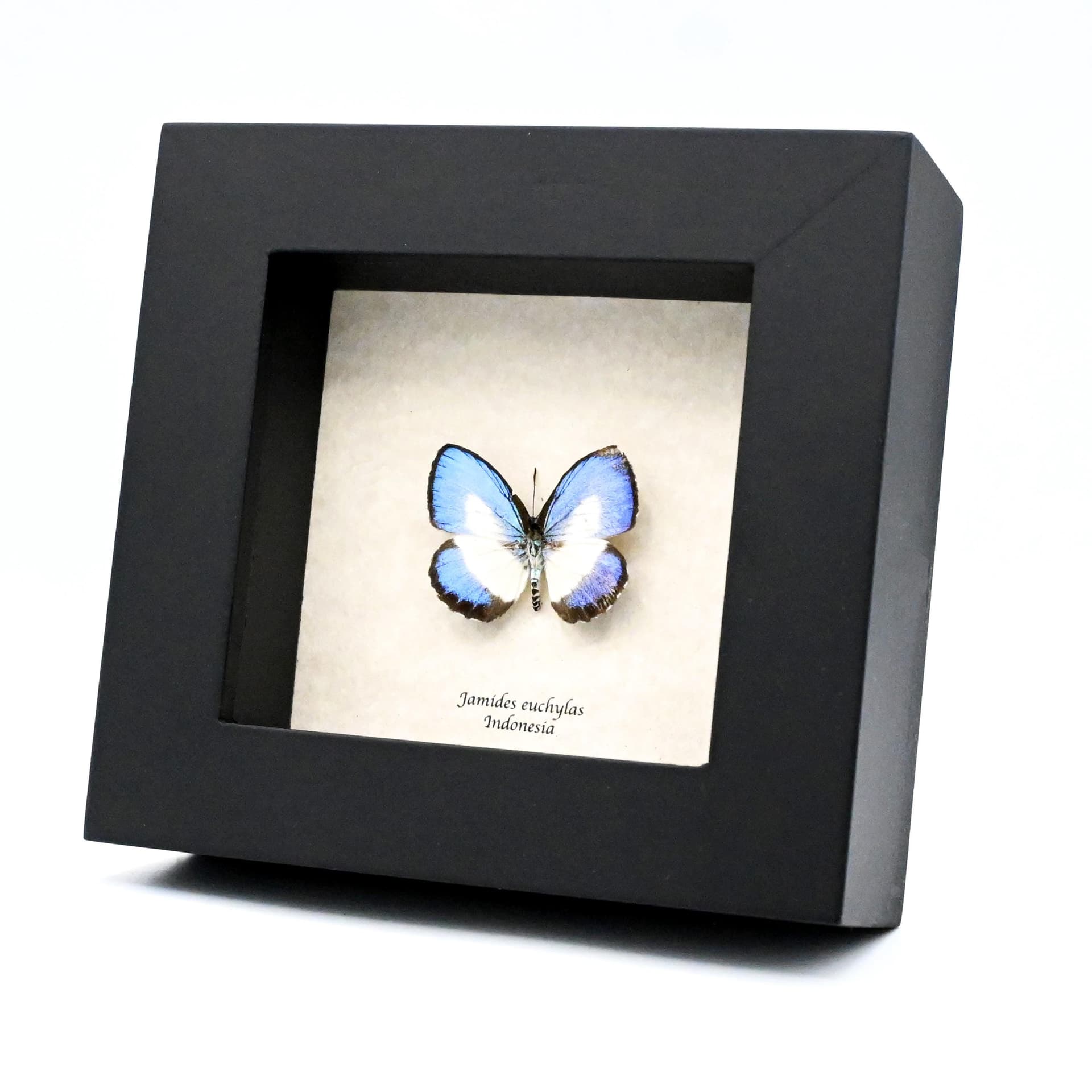 Real blue butterfly framed taxidermy - Danis danis