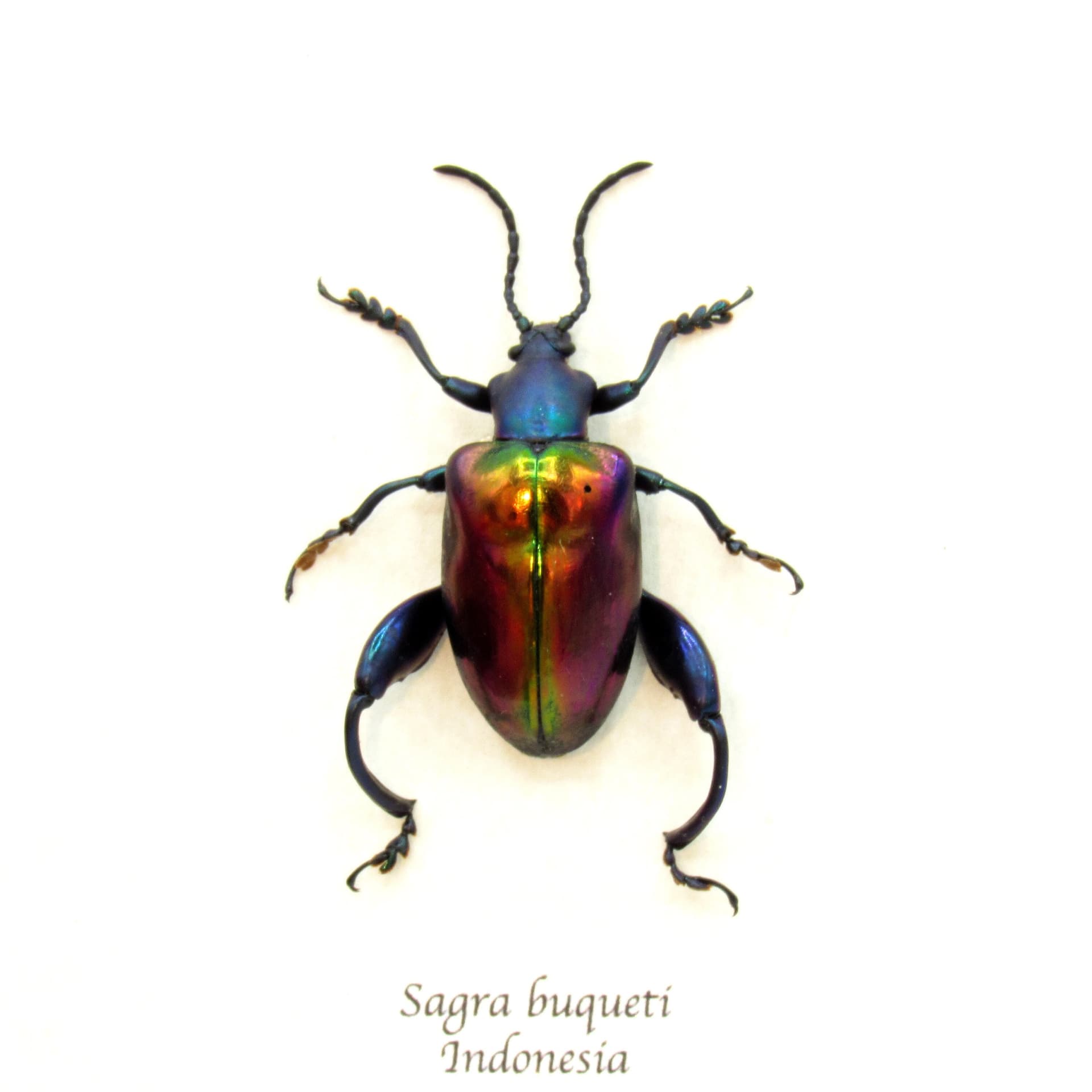 Real Rainbow Frog-Legged Leaf beetle framed taxidermy - Sagra buqueti - female