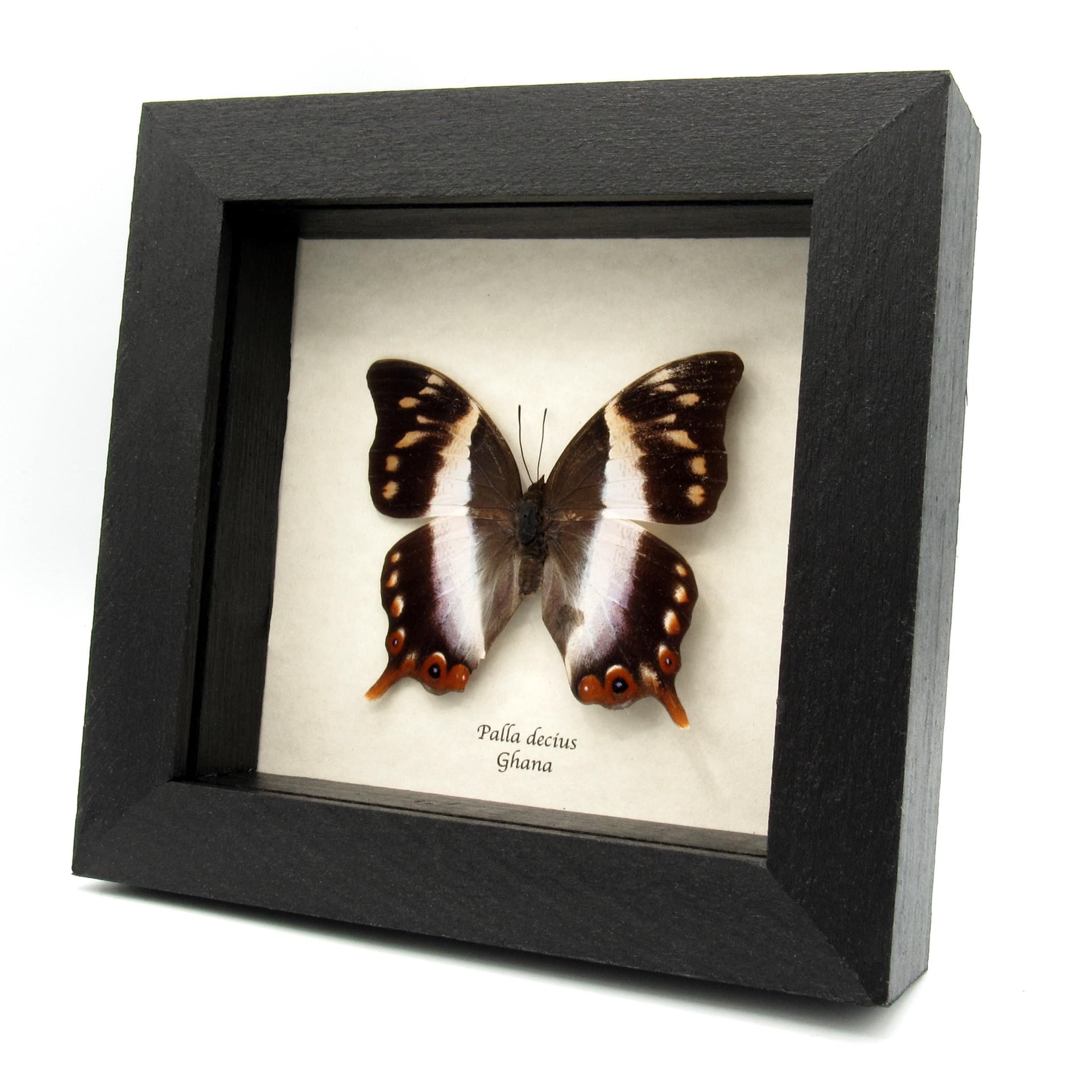Rare female White Banded Palla butterfly framed taxidermy - Palla decius