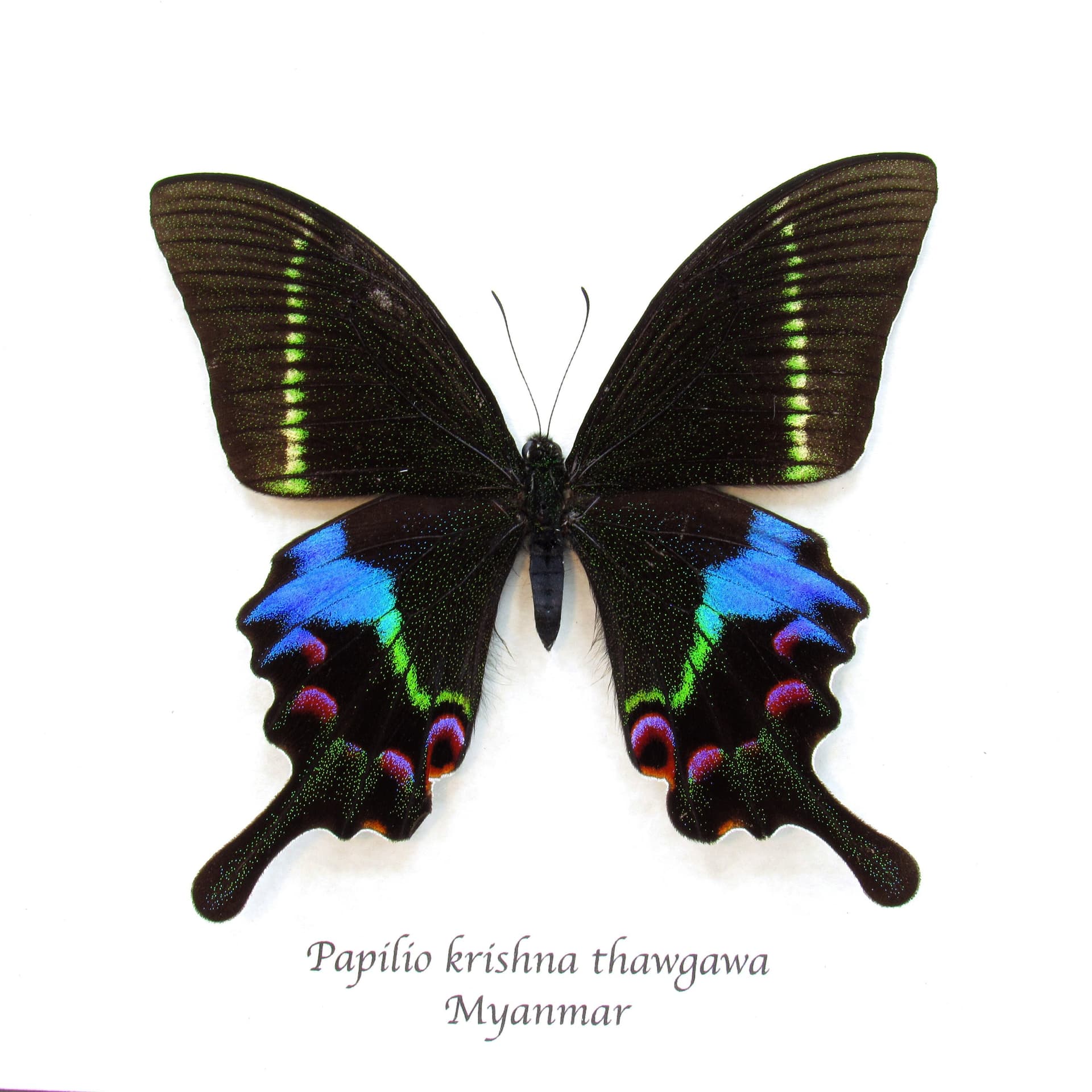 Rare Krishna Peacock Swallowtail butterfly framed taxidermy - Papilio krishna thawgawa